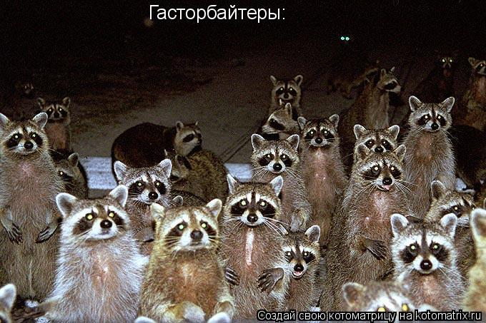Котоматрица: Гасторбайтеры: