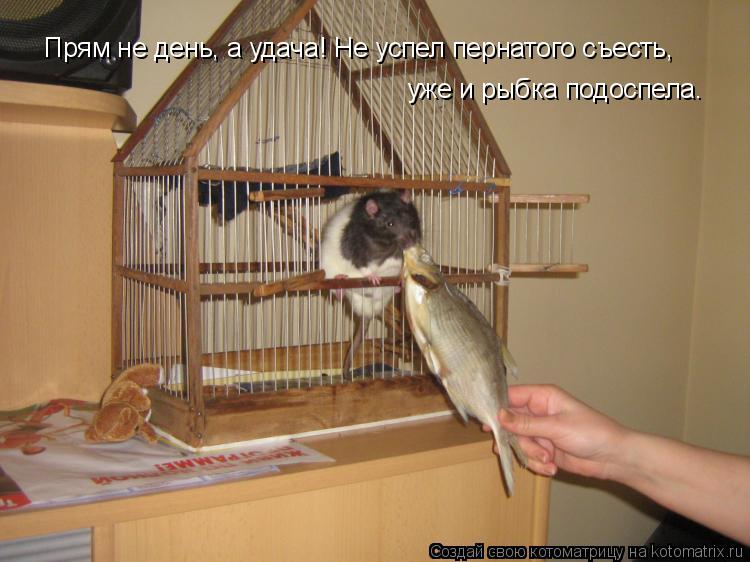 Прям не день, а удача! Не успел пернатого съесть, уже и рыбка подоспела.... Котоматрица: Прям не день, а удача! Не успел пернатого съесть, уже и рыбка подоспела.