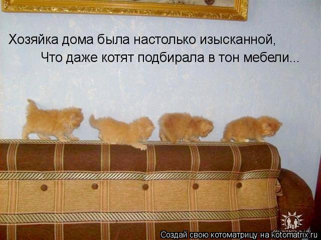 Хозяйка дома была настолько изысканной, Что даже котят подбирала в тон мебели...... Котоматрица: Хозяйка дома была настолько изысканной, Что даже котят подбирала в тон мебели...