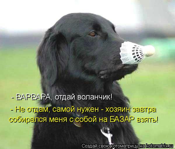 Котоматрица: - ВАРВАРА, отдай воланчик! - Не отдам, самой нужен - хозяин завтра  собирался меня с собой на БАЗАР взять!