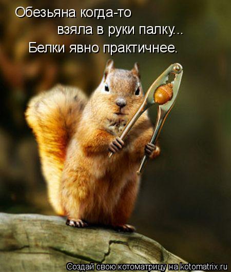 Обезьяна когда-то взяла в руки палку... Белки явно практичнее.... Котоматрица: Обезьяна когда-то взяла в руки палку... Белки явно практичнее.