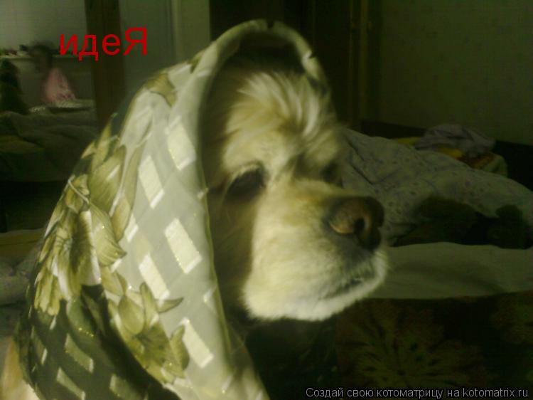 идеЯ... Котоматрица: идеЯ