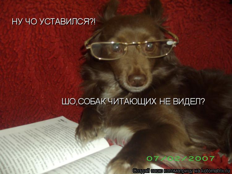НУ ЧО УСТАВИЛСЯ?! ШО,СОБАК ЧИТАЮЩИХ НЕ ВИДЕЛ?... Котоматрица: НУ ЧО УСТАВИЛСЯ?! ШО,СОБАК ЧИТАЮЩИХ НЕ ВИДЕЛ?