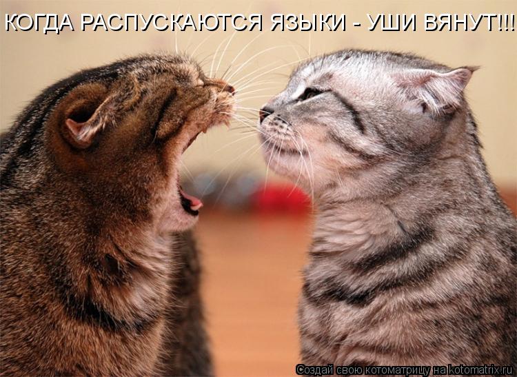 КОГДА РАСПУСКАЮТСЯ ЯЗЫКИ - УШИ ВЯНУТ!!!... Котоматрица: КОГДА РАСПУСКАЮТСЯ ЯЗЫКИ - УШИ ВЯНУТ!!!