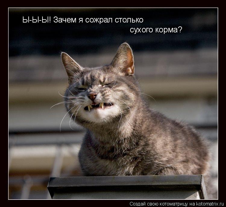 Котоматрица: Ы-Ы-Ы! Зачем я сожрал столько сухого корма?