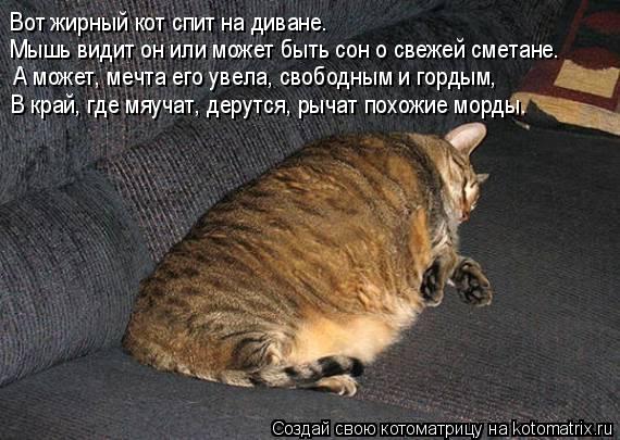 Котоматрица: Вот жирный кот спит на диване. Мышь видит он или может быть сон о свежей сметане. А может, мечта его увела, свободным и гордым, В край, где мяуч