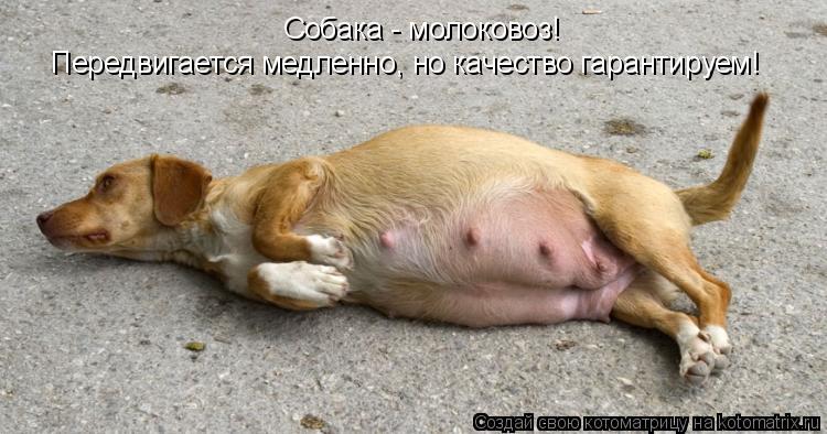 Котоматрица: Собака - молоковоз!  Передвигается медленно, но качество гарантируем!