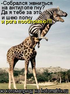 -Собрался жениться на антилопе гну? Да я тебе за это и шею погну и рога пообломаю!!!... Котоматрица: -Собрался жениться на антилопе гну? Да я тебе за это и шею погну и рога пообломаю!!!