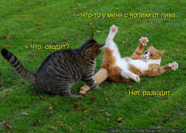 Котоматрица: - Что-то у меня с ногами от пива... - Что, сводит? - Нет, разводит...
