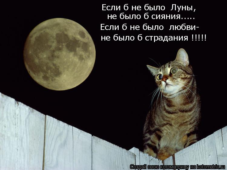 Котоматрица: Если б не было  Луны, не было б сияния..... Если б не было  любви- не было б страдания !!!!!