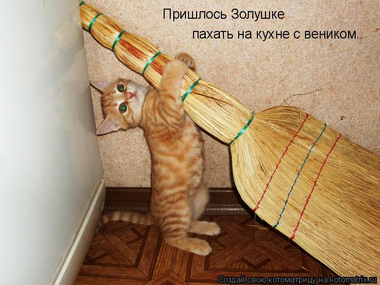 Пришлось Золушке пахать на кухне с веником..... Котоматрица: Пришлось Золушке пахать на кухне с веником..