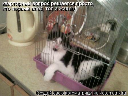 квартирный вопрос решается просто, кто первый влез, тот и жилец!... Котоматрица: квартирный вопрос решается просто, кто первый влез, тот и жилец!