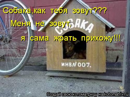 Котоматрица: Собака,как  тебя  зовут??? Меня  не  зовут, я  сама  жрать  прихожу!!!