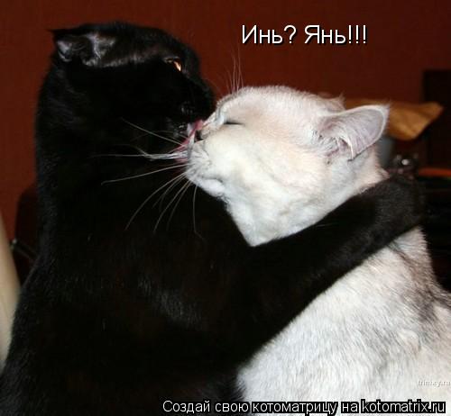 Котоматрица: Инь? Янь!!!