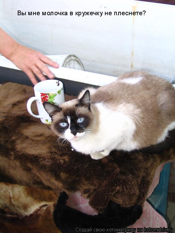 Котоматрица: Вы мне молочка в кружечку не плеснете?