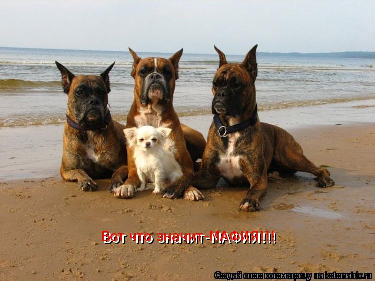 Котоматрица: Вот что значит-МАФИЯ!!! Вот что значит-МАФИЯ!!!