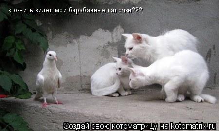 кто-нить видел мои барабанные палочки???... Котоматрица: кто-нить видел мои барабанные палочки???