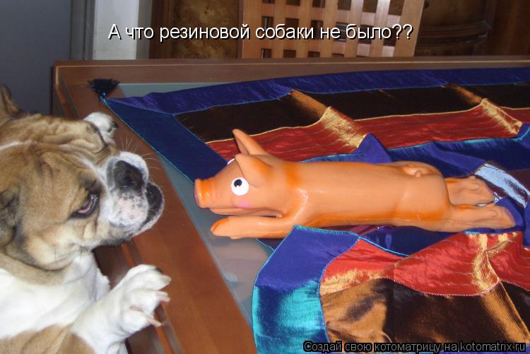 Котоматрица: А что резиновой собаки не было?? Или за свинью держите А что резиновой собаки не было??