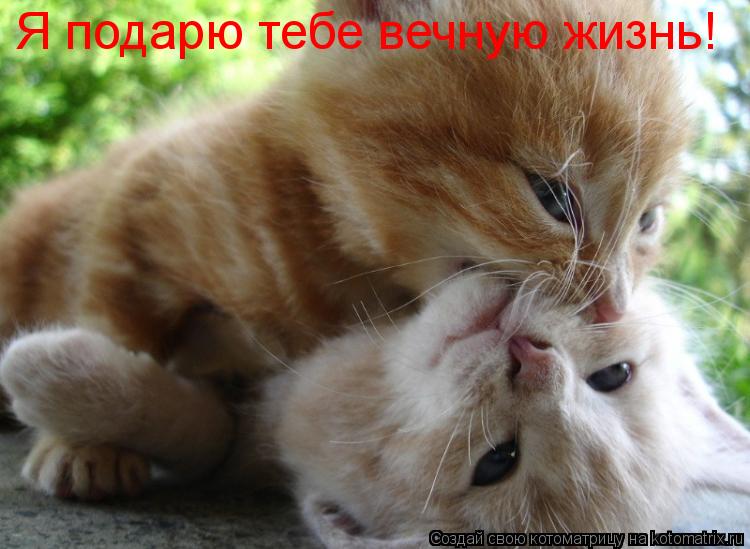 Котоматрица: Я подарю тебе вечную жизнь!