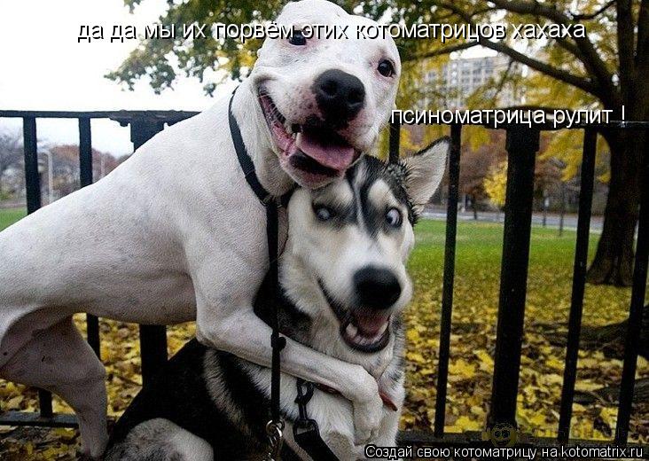 Котоматрица: да да мы их порвём этих котоматрицов хахаха                                                                                            псиноматрица ру