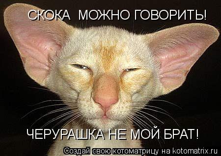 Котоматрица: СКОКА  МОЖНО ГОВОРИТЬ! СКОКА  МОЖНО ГОВОРИТЬ! ЧЕРУРАШКА НЕ МОЙ БРАТ!