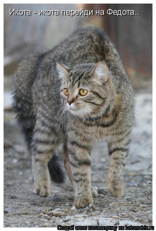 Икота - икота перейди на Федота..... Котоматрица: Икота - икота перейди на Федота..