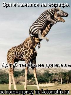 Зря я женился на жирафе... До губ теперь не долезешь... Котоматрица: Зря я женился на жирафе... До губ теперь не долезешь