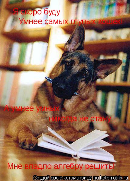 Котоматрица: Я скоро буду Умнее самых глупых кошек! А умнее умных -  никогда не стану... Мне впадло алгебру решить!