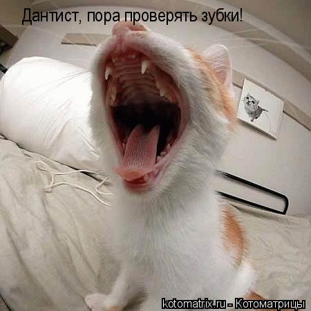 Котоматрица: Дантист, пора проверять зубки!