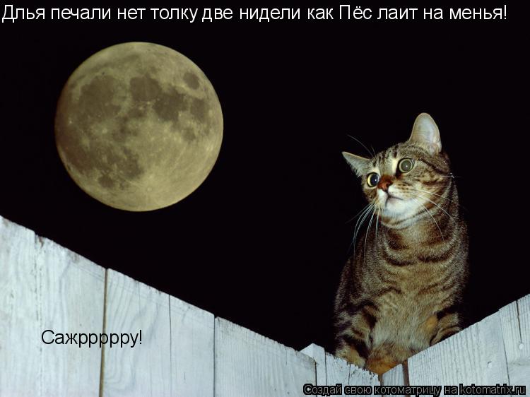 Котоматрица: Длья печали нет толку две нидели как Пёс лаит на менья! Сажррррру!