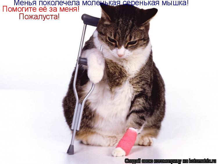 Котоматрица: Менья поколечела моленькая серенькая мышка! Помогите её за меня! Пожалуста!