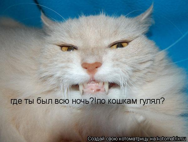Котоматрица: где ты был всю ночь?!по кошкам гулял?