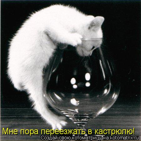 Котоматрица: Мне пора переезжать в кастрюлю!