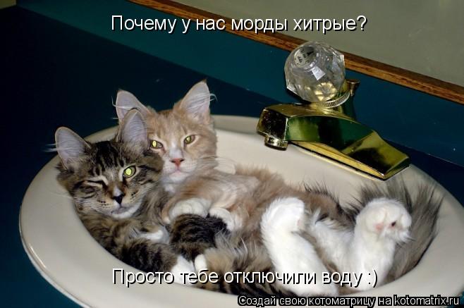 Котоматрица: Почему у нас морды хитрые? Просто тебе отключили воду :)