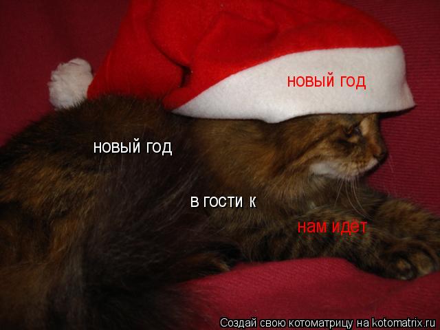 Котоматрица: новый год новый год в гости к нам идёт
