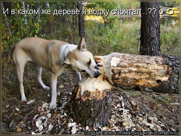Котоматрица: И в каком же дереве я водку спрятал...?? о_О