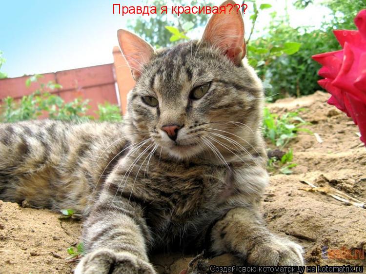 Правда я красивая???... Котоматрица: Правда я красивая???