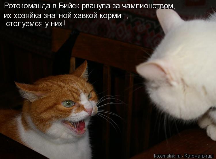 Котоматрица: Ротокоманда в Бийск рванула за чампионством, их хозяйка знатной хавкой кормит ,   столуемся у них!