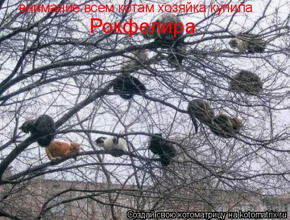 внимание всем котам хозяйка купила Рокфелира... Котоматрица: внимание всем котам хозяйка купила Рокфелира