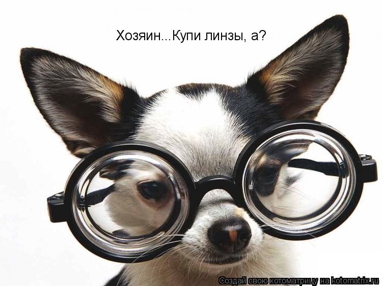 Хозяин...Купи линзы, а?... Котоматрица: Хозяин...Купи линзы, а?
