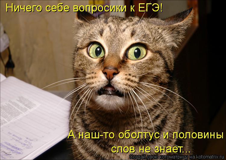 Котоматрица: Ничего себе вопросики к ЕГЭ! А наш-то оболтус и половины  слов не знает...