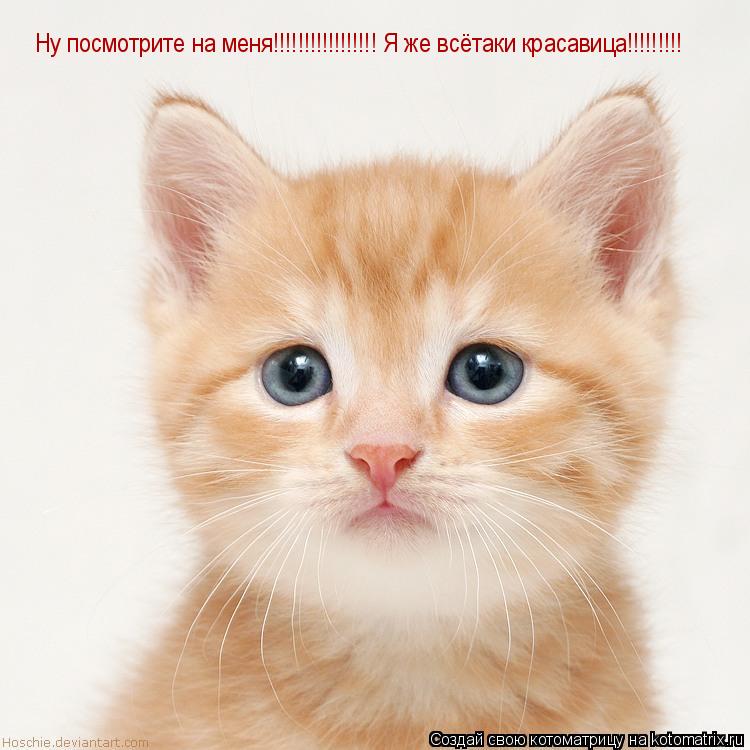 Котоматрица: Ну посмотрите на меня!!!!!!!!!!!!!!!!! Я же всётаки красавица!!!!!!!!!