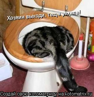 Котоматрица: Хозяин выходи, теща уехала!