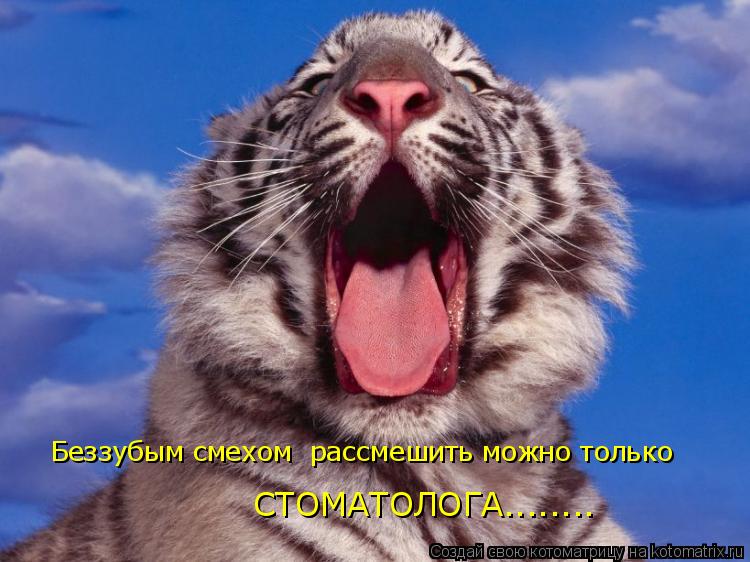 Котоматрица: Беззубым смехом  рассмешить можно только  СТОМАТОЛОГА........