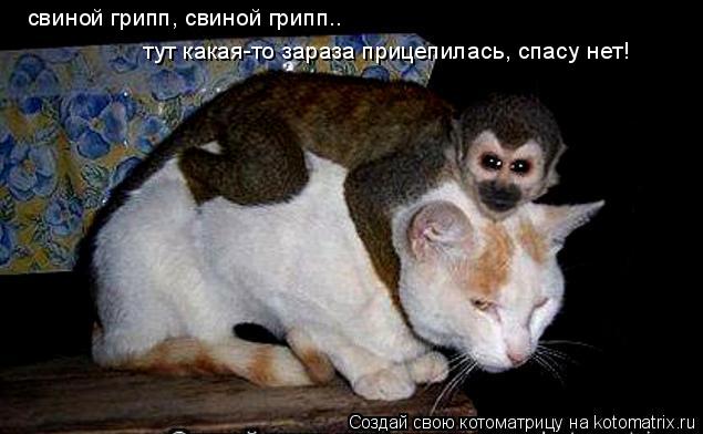 Котоматрица: свиной грипп, свиной грипп.. тут какая-то зараза прицепилась, спасу нет!