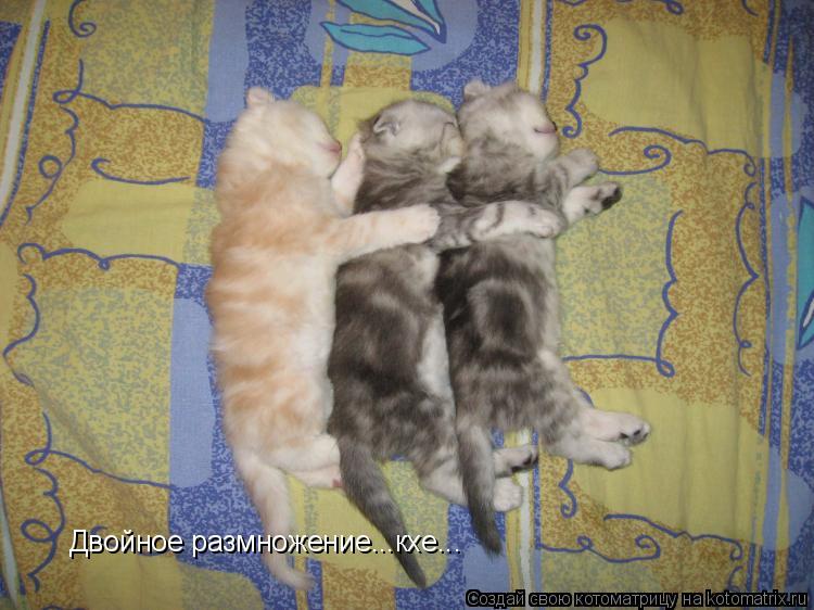 Котоматрица: Двойное размножение...кхе...