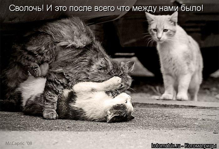 Сволочь! И это после всего что между нами было!... Котоматрица: Сволочь! И это после всего что между нами было!