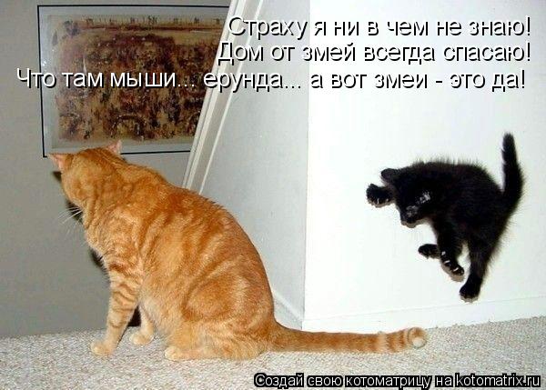 Котоматрица: Страху я ни в чем не знаю! Дом от змей всегда спасаю! Что там мыши... ерунда... а вот змеи - это да!