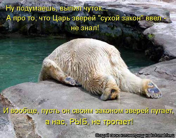 Котоматрица: И вообще, пусть он своим законом зверей пугает, а нас, РЫБ, не трогает! Ну подумаешь, выпил чуток... А про то, что Царь зверей "сухой закон" ввел -