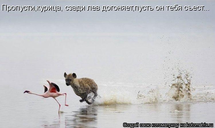Котоматрица: Пропусти,курица, сзади лев догоняет,пусть он тебя съест...